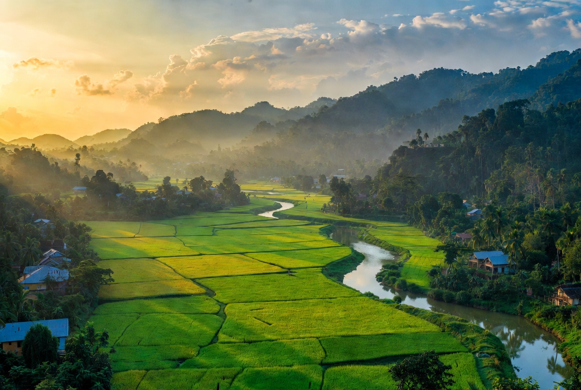 সবুজের অপার সৌন্দর্য
